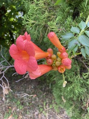 Campsis radicans