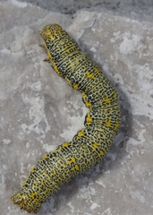 Lycia alpina