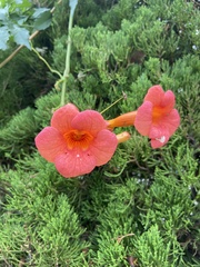 Campsis radicans
