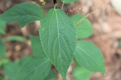 Acalypha mollis