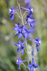 Delphinium depauperatum