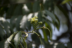 Cynophalla amplissima