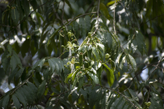 Cynophalla amplissima