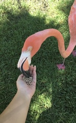 Phoenicopteridae