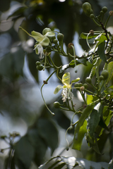 Cynophalla amplissima