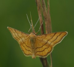 Idaea aureolaria