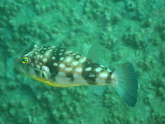 Chelonodontops patoca