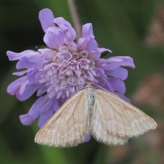Schistostege decussata