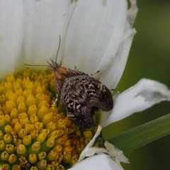 Tebenna bjerkandrella