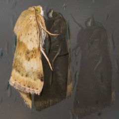 Heliothis adaucta