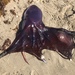 Violet Blanket Octopus - Photo (c) FWC Fish and Wildlife Research Institute, some rights reserved (CC BY-NC-ND)