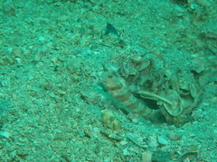 Amblyeleotris periophthalmus