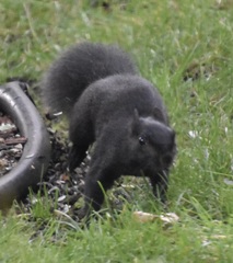 Sciurus carolinensis