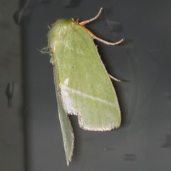 Bena bicolorana