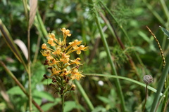 Platanthera chapmanii
