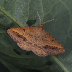 Isturgia arenacearia