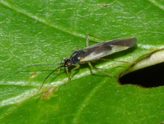 Orthotylus