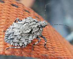 Brochymena chelonoides