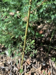 Thaspium chapmanii