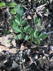 Thaspium chapmanii