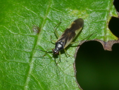 Orthotylus