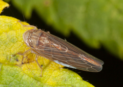 Chlorotettix lusorius