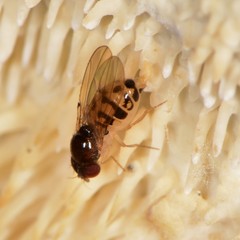 Mycodrosophila claytonae