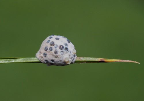 Penthophera morio