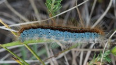 Malacosoma castrense