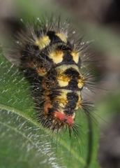 Acronicta euphorbiae