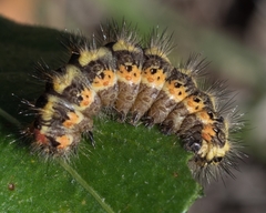 Acronicta euphorbiae