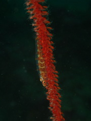 Bryaninops