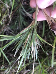 Dichanthelium consanguineum