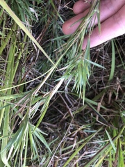 Dichanthelium consanguineum