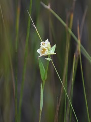 Ludwigia suffruticosa