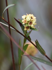 Ludwigia suffruticosa