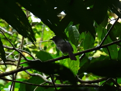 Lipaugus vociferans