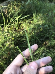Paspalum laeve