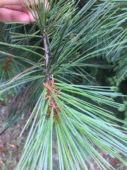 Pinus