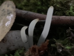 Clavaria falcata