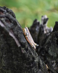 Paroxya atlantica