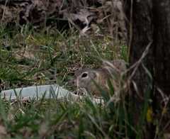 Spermophilus citellus