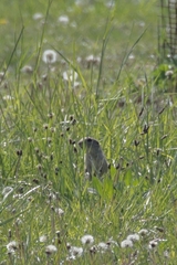 Spermophilus citellus