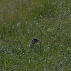 Spermophilus citellus