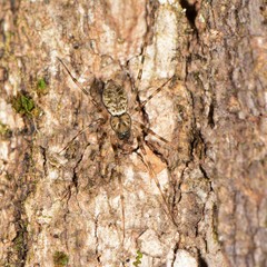 Drapetisca alteranda