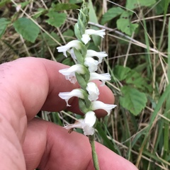 Spiranthes incurva