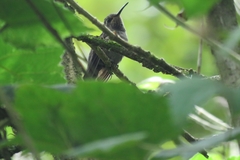 Lampornis amethystinus