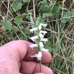 Spiranthes incurva