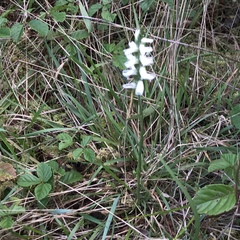 Spiranthes incurva