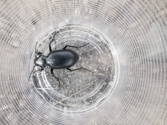 Calosoma laeve